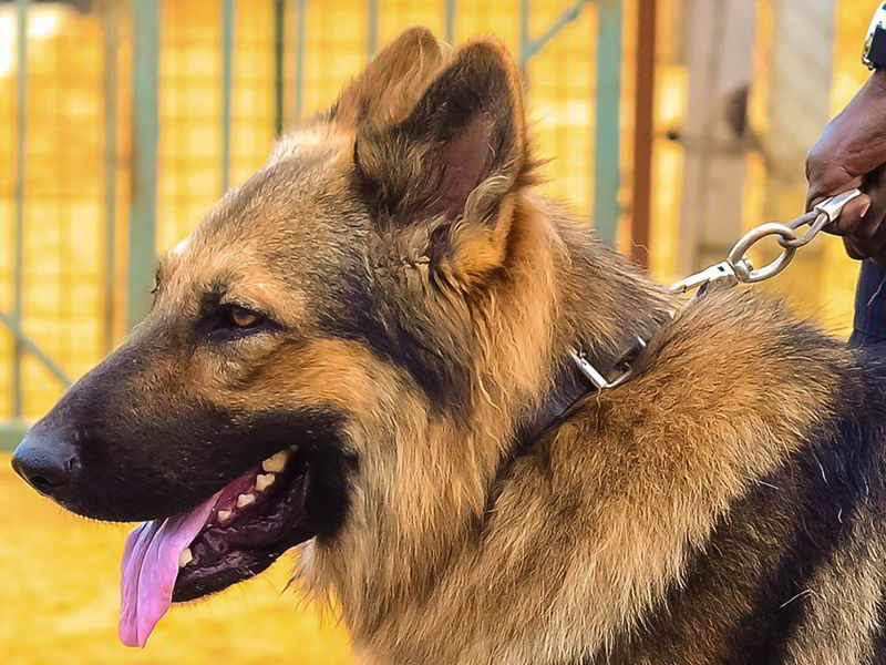 Professional K9 &amp; Trained Dogs Services in Uganda